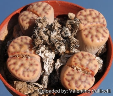 5174 valentino Valentino Vallicelli