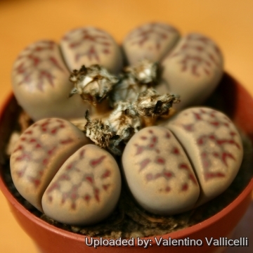 5175 valentino Valentino Vallicelli