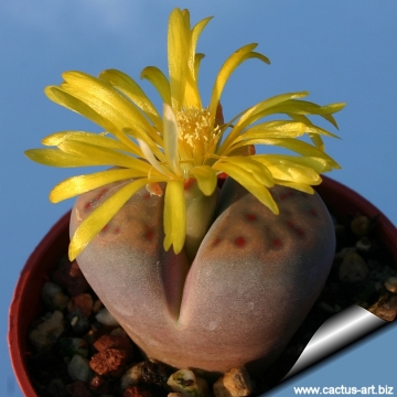 5176 cactus-art Cactus Art