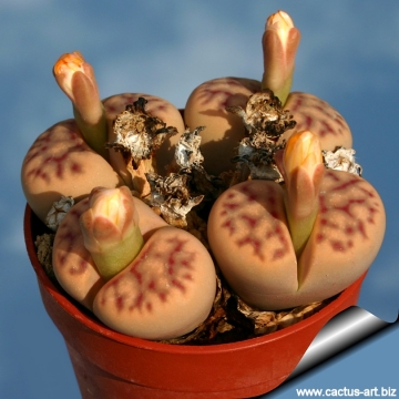 5177 cactus-art Cactus Art