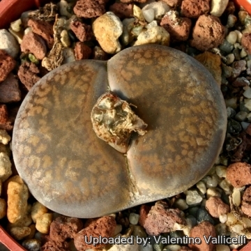 4467 valentino Valentino Vallicelli