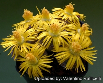 12774 valentino Valentino Vallicelli