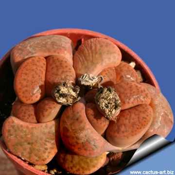 12776 cactus-art Cactus Art