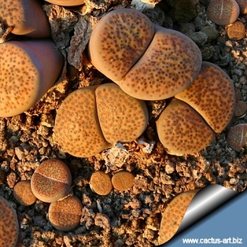 12778 cactus-art Cactus Art