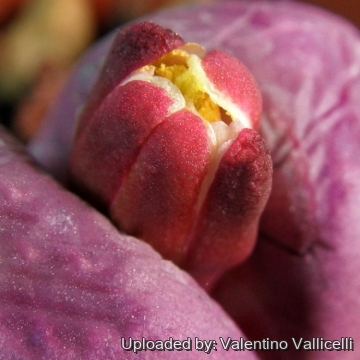 12600 valentino Valentino Vallicelli