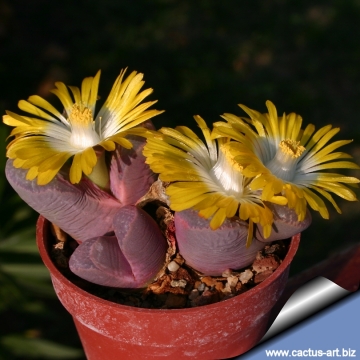 12601 cactus-art Cactus Art