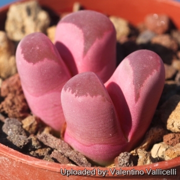 17967 valentino Valentino Vallicelli