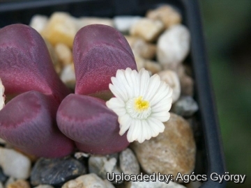 24425 agocs Agócs György