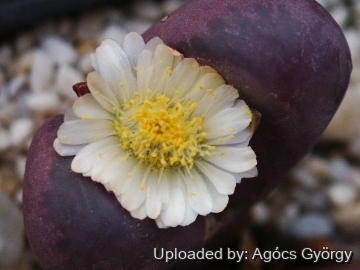 24427 agocs Agócs György