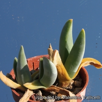 13138 valentino Valentino Vallicelli