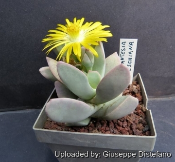 25622 giuseppe2 Giuseppe Distefano