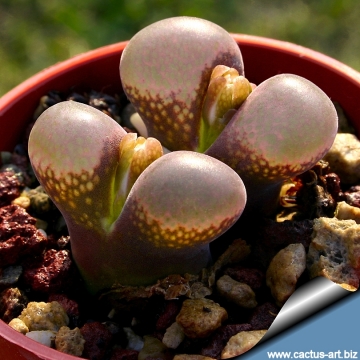 10660 cactus-art Cactus Art