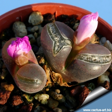 10662 cactus-art Cactus Art