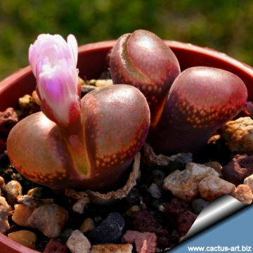 10663 cactus-art Cactus Art