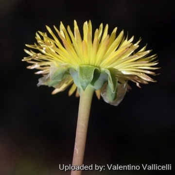 18554 valentino Valentino Vallicelli