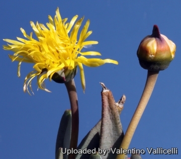 5617 valentino Valentino Vallicelli