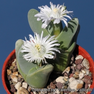 5641 valentino Valentino Vallicelli