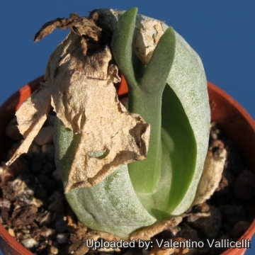 17326 valentino Valentino Vallicelli