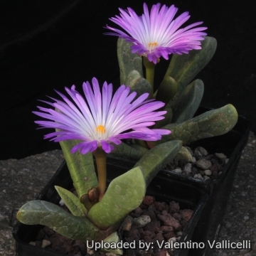 11662 valentino Valentino Vallicelli