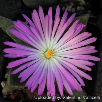 11663 valentino Valentino Vallicelli