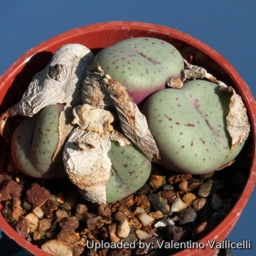 10754 valentino Valentino Vallicelli