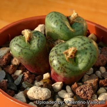 14796 valentino Valentino Vallicelli