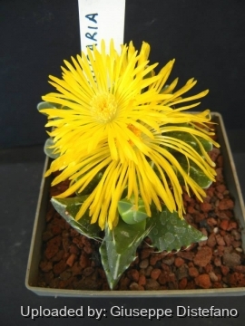 19159 giuseppe2 Giuseppe Distefano