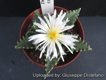 22022 giuseppe2 Giuseppe Distefano
