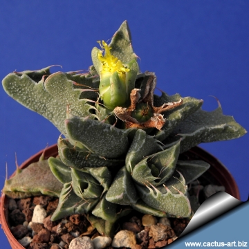 13377 cactus-art Cactus Art