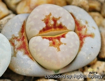 24467 agocs Agócs György