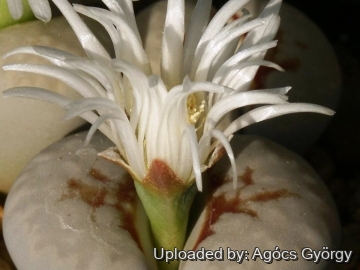 24468 agocs Agócs György