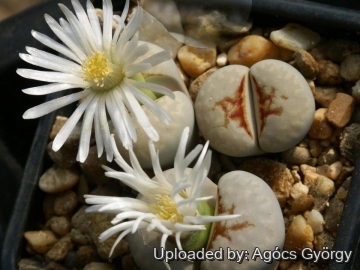 24469 agocs Agócs György