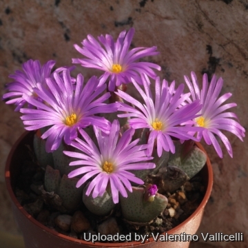 16864 valentino Valentino Vallicelli