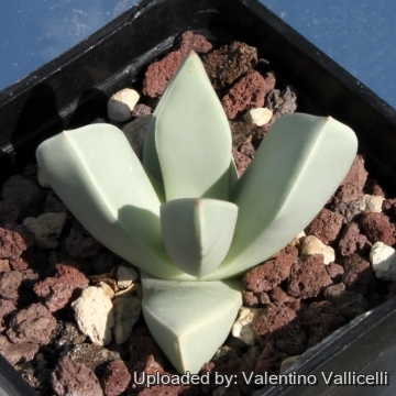 9183 valentino Valentino Vallicelli