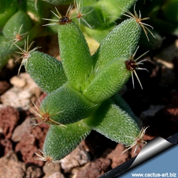 9762 cactus-art Cactus Art