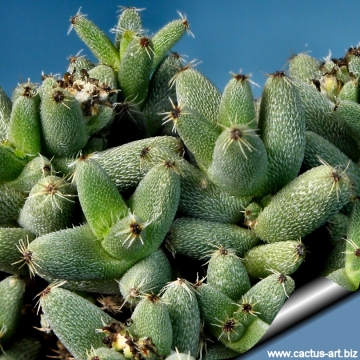 9763 cactus-art Cactus Art