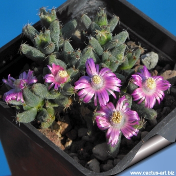 9764 cactus-art Cactus Art