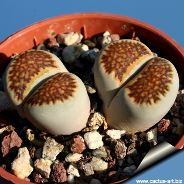 10198 cactus-art Cactus Art