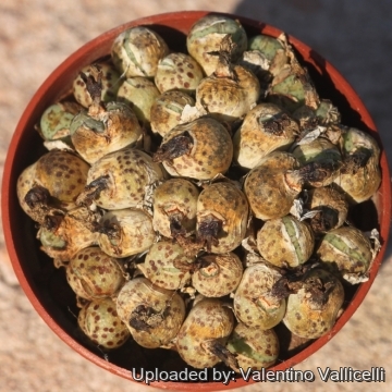 17976 valentino Valentino Vallicelli