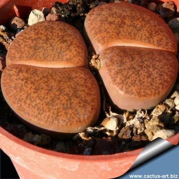 12629 cactus-art Cactus Art