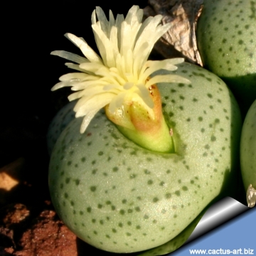14792 cactus-art Cactus Art