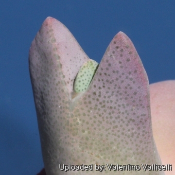 15868 valentino Valentino Vallicelli