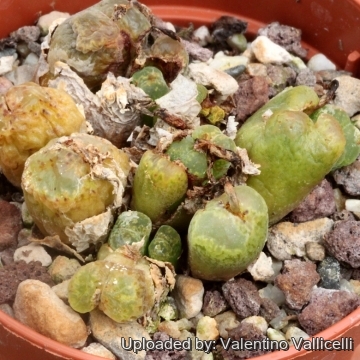 15876 valentino Valentino Vallicelli