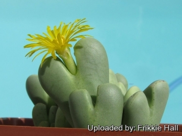 30441 frikkie Frikkie Hall