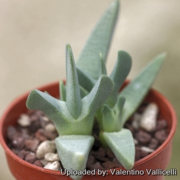 18541 valentino Valentino Vallicelli