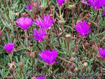 21007 star Forest Starr & Kim Starr