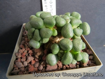 22130 giuseppe2 Giuseppe Distefano