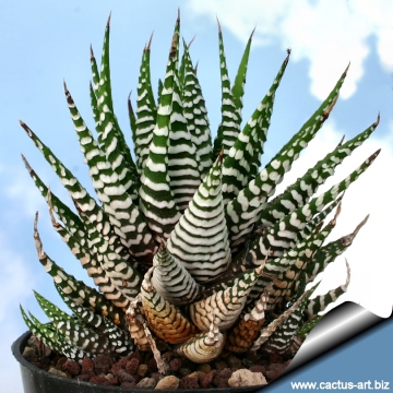 2833 cactus-art Cactus Art
