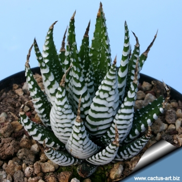 2837 cactus-art Cactus Art
