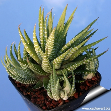 2827 cactus-art Cactus Art